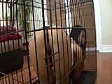 Asian Lesbian Fucked And Caged amateur teen milf young 18 daughter toys dildo strapon