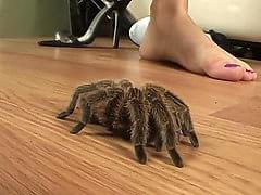 Crush Spider