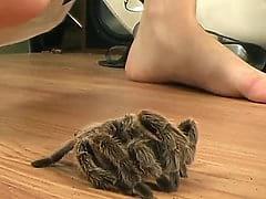 Crush Tarantula